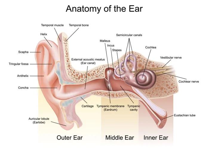 Southern Nevada Audiology photo 2