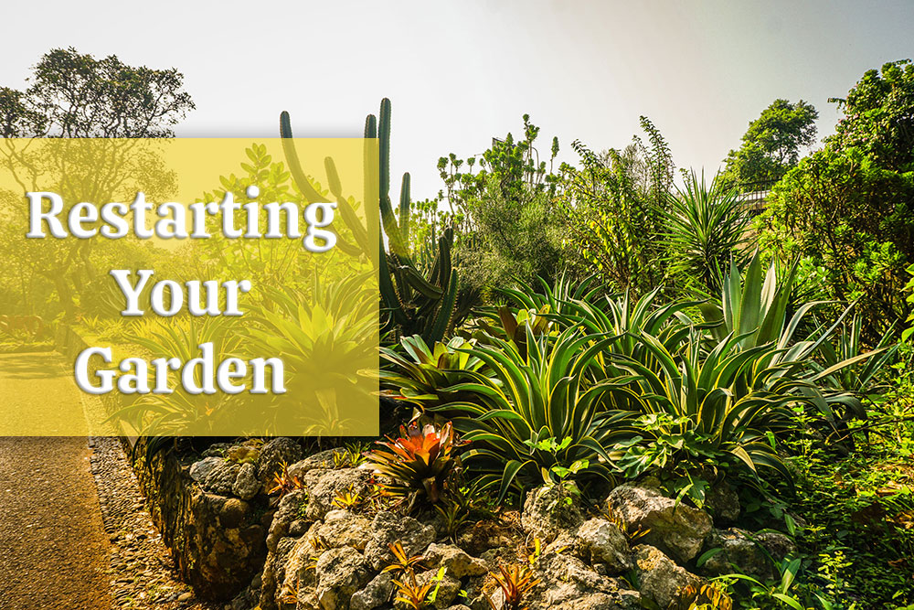 restarting-your-garden las vegas desert tolerate plants